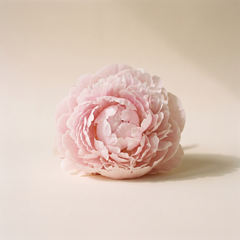 Peony