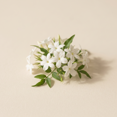 Jasmine